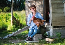Adopt some hens and save them from slaughter