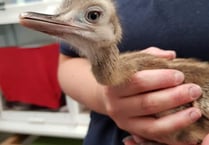 Injured exotic bird discovered in Princetown