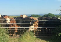 North Tawton vet accuses MP of betraying local farmers