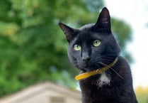 Kind stranger’s reward for information over cat death