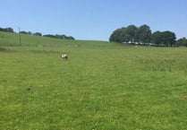 Tavistock councillors’ ‘views ignored’ in homes plan