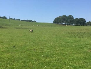 Tavistock councillors’ ‘views ignored’ in homes plan