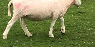 Police appeal to track down sheep rustlers