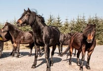 Bellever Forest on Dartmoor becomes a 'no go zone' for horseriders as vicious new strain of pony virus threatens