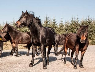 Bellever Forest on Dartmoor becomes a 'no go zone' for horseriders as vicious new strain of pony virus threatens