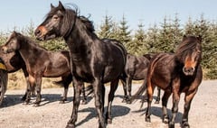 Bellever Forest on Dartmoor becomes a 'no go zone' for horseriders as vicious new strain of pony virus threatens