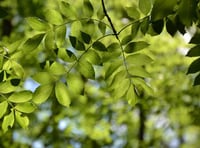 Ash dieback trees felled in Skaigh Wood