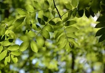 Ash dieback trees felled in Skaigh Wood