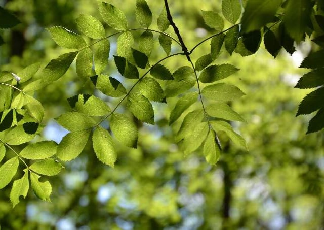 Ash dieback trees felled in Skaigh Wood