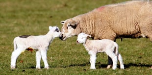 Sheep worrying can kill unborn lambs, warns Dartmoor livestock officer