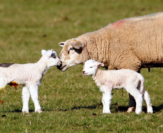 Sheep worrying can kill unborn lambs, warns Dartmoor livestock officer