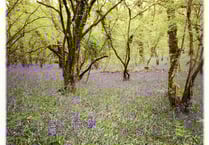 Okehampton Hamlets to boost wildlife in woods