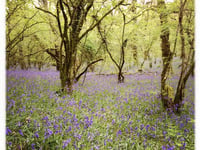 Okehampton Hamlets to boost wildlife in woods