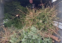 Lewdown Young Farmers raise £820 for charity with Christmas tree collection