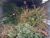 Lewdown Young Farmers raise £820 for charity with Christmas tree collection