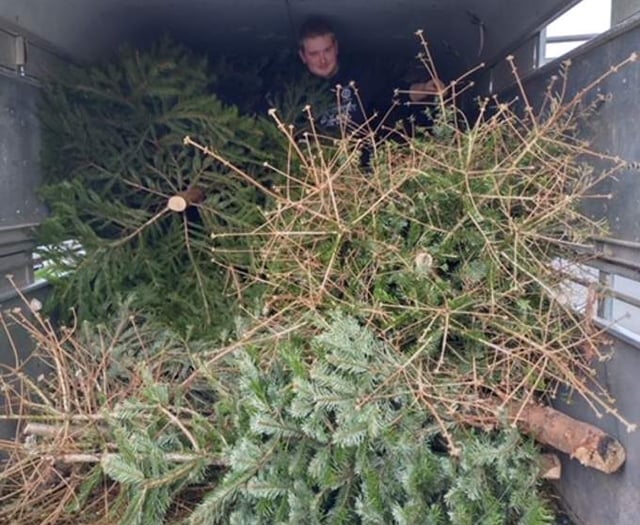 Lewdown Young Farmers raise £820 for charity with Christmas tree collection