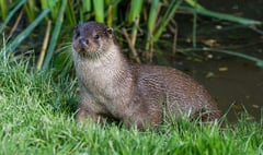 Otters sighted in the River Tamar at Gunnislake