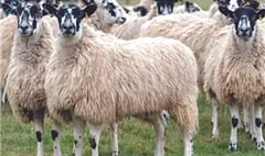 Twenty-five pregnant ewes stolen from Sourton farm