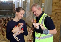 Charity rehomes 4,300 hens saved from slaughter
