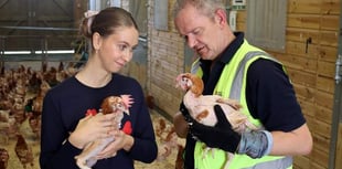 Charity rehomes 4,300 hens saved from slaughter