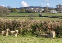 Lamerton’s revised plan takes shape
