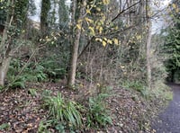 Clapps Wood to be closed for three weeks to fell diseased trees