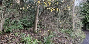 Clapps Wood to be closed for three weeks to fell diseased trees