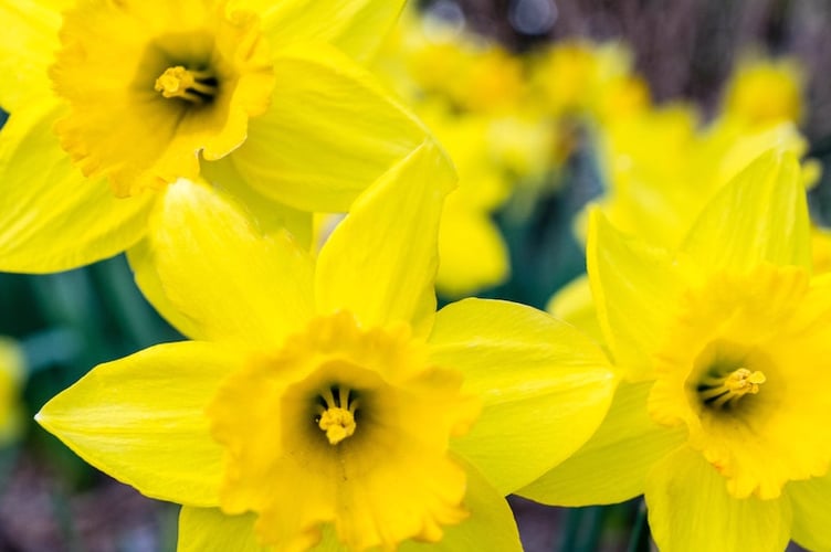 Daffodils