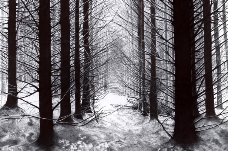 Matt Kavanagh - Burrator Woodland, Dartmoor.