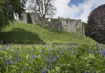 Bluebell Sunday returns this May