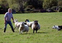 Watch sheepdogs at work on moor