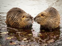 Devon's beavers need your help!