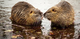 Devon's beavers need your help!
