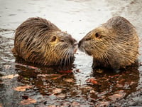 Devon's beavers need your help!