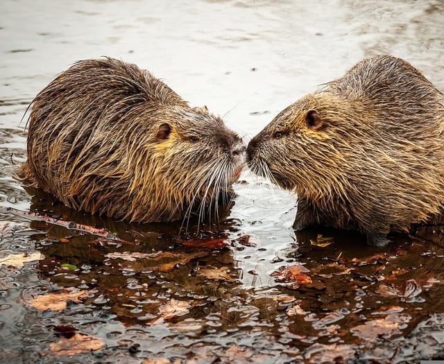 Devon's beavers need your help!