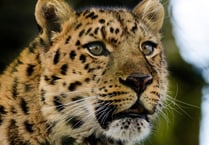 Watch the world's rarest leopard settle in at Dartmoor Zoo