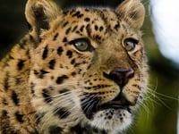 Watch the world's rarest leopard settle in at Dartmoor Zoo