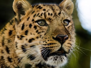 Watch the world's rarest leopard settle in at Dartmoor Zoo