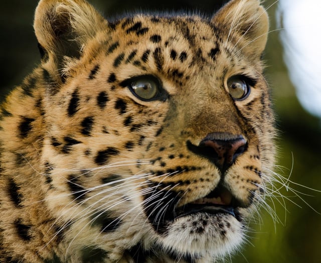 Watch the world's rarest leopard settle in at Dartmoor Zoo