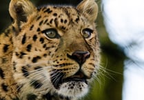 Dartmoor Zoo launches campaign to protect Amur leopards