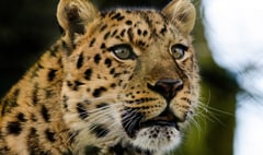 Dartmoor Zoo launches campaign to protect Amur leopards
