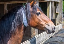 High-viz collars for Dartmoor livestock