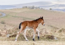 Help to build your house on Dartmoor