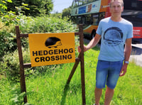 Prickly safety problem solved for hedgehogs