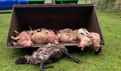 Dogs on lead plea after 14 sheep die near Tavistock