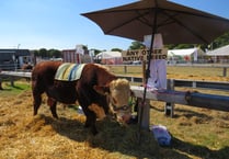 Okehampton Show is a scorcher!