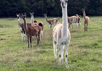 Farmers rescue llamas after death of owner