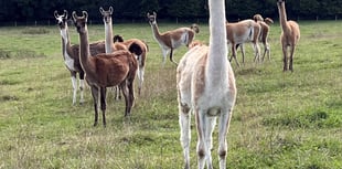 Farmers rescue llamas after death of owner