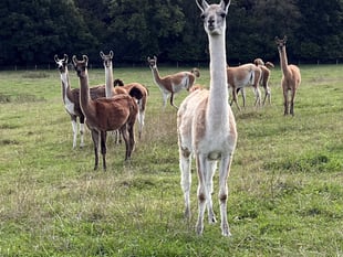 Farmers rescue llamas after death of owner