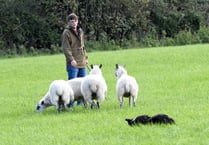 Theft of sheep in Tavistock area 